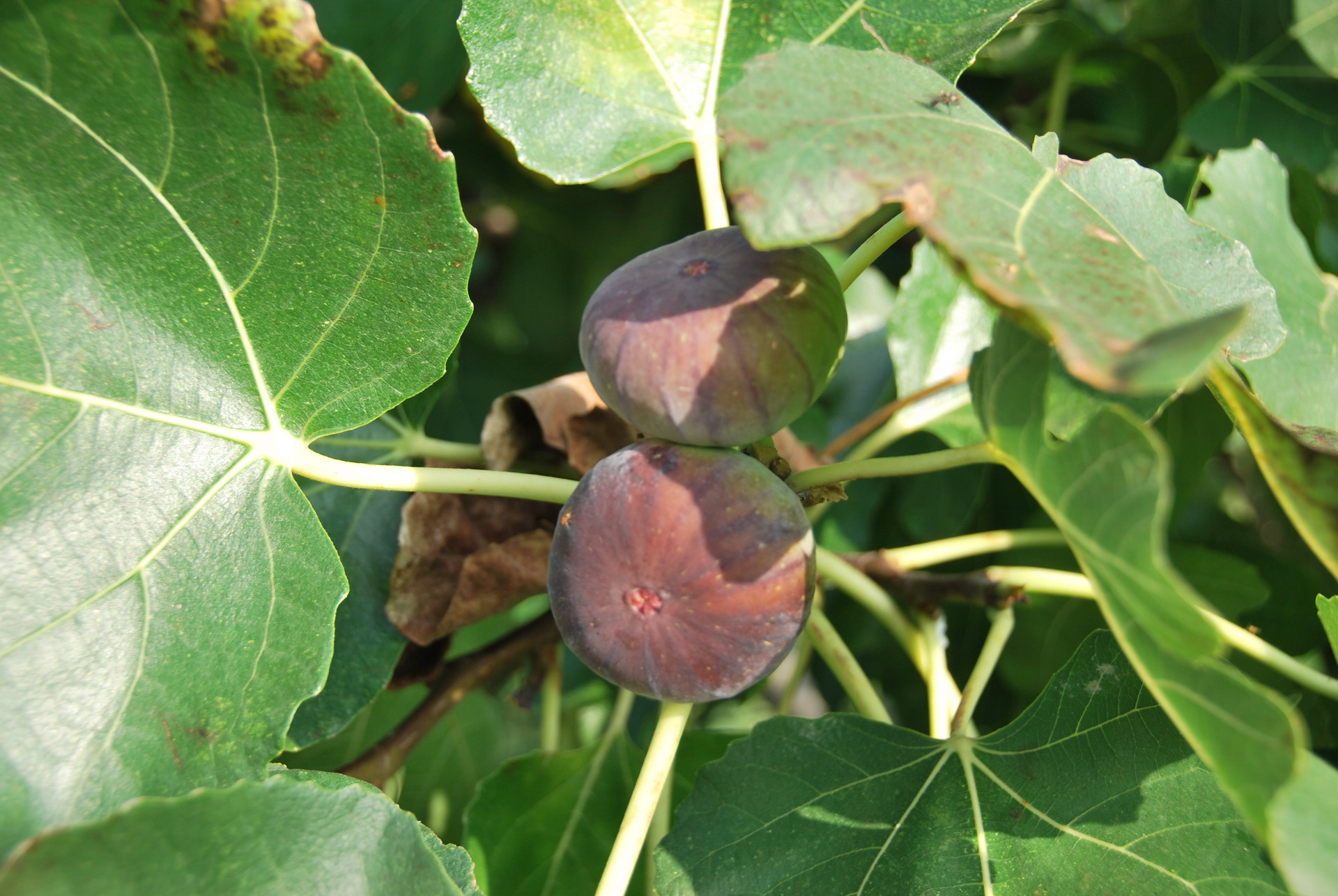 Apartmajska hiša Žerovnik