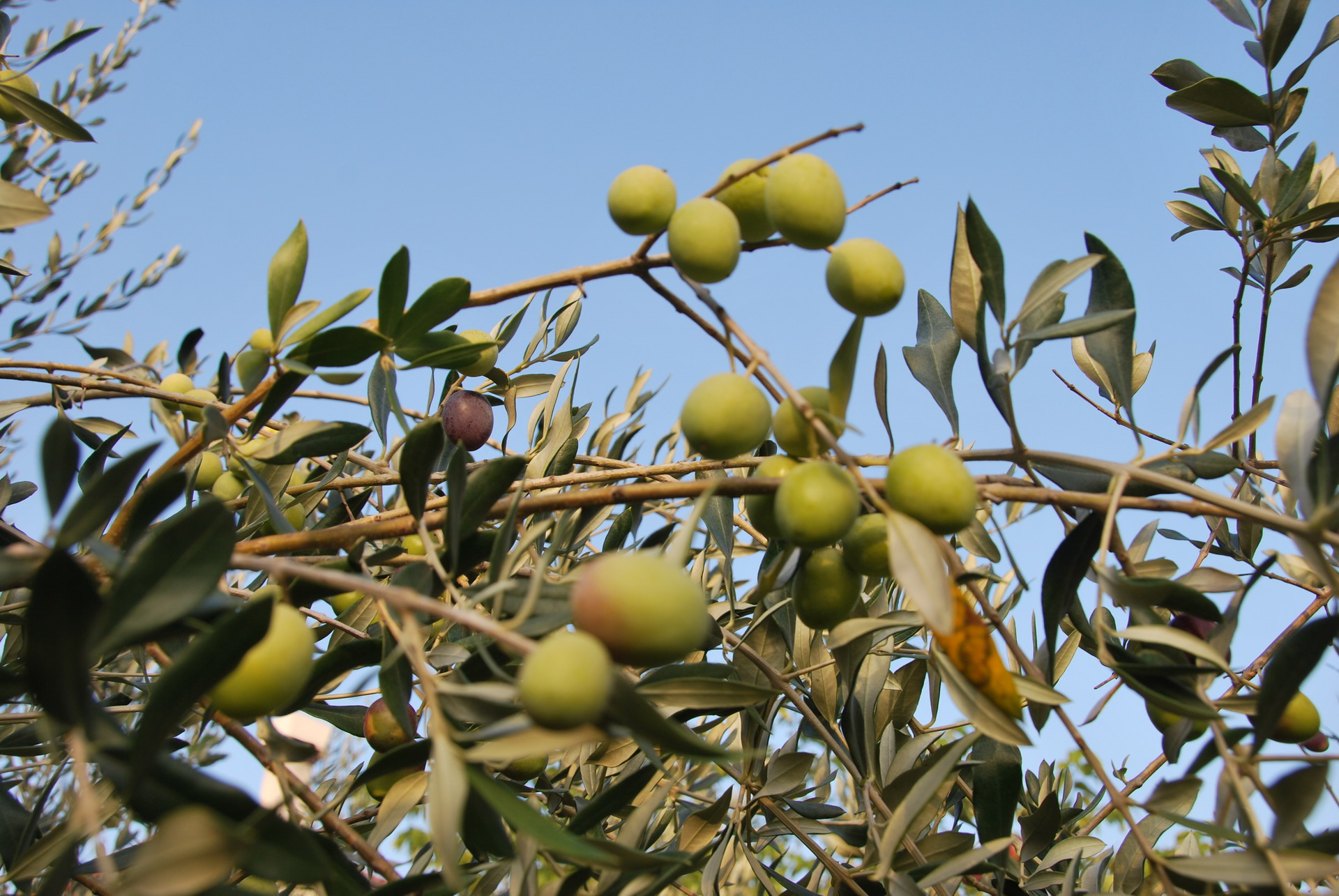 Apartmajska hiša Žerovnik