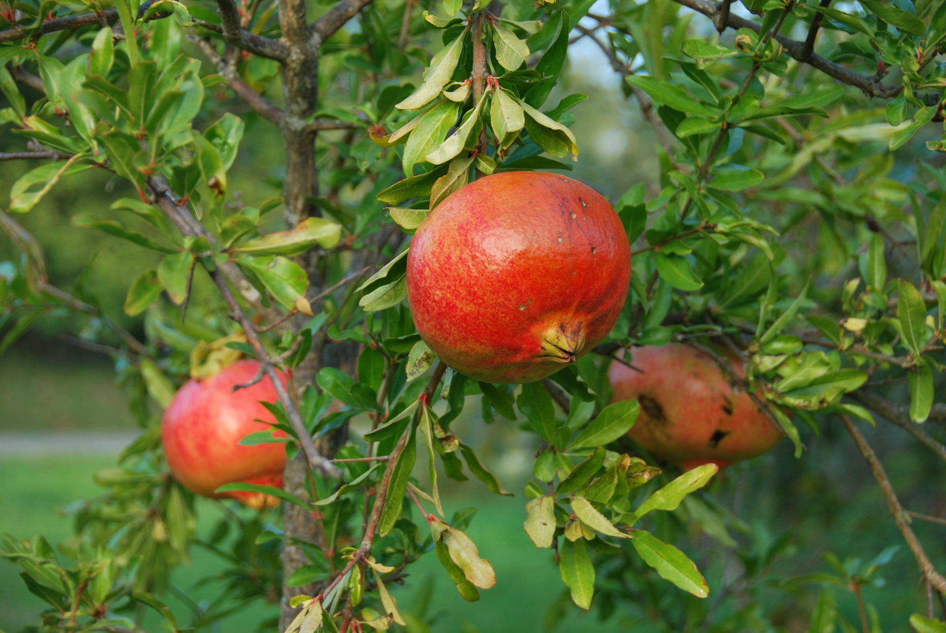 Apartmajska hiša Žerovnik